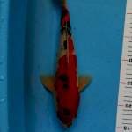 Sanke 32cm 
