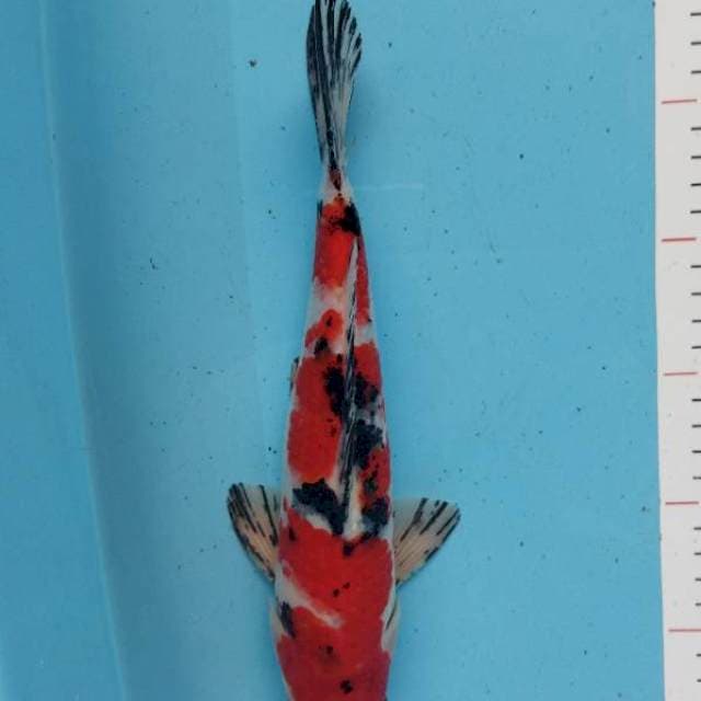 Sanke 29cm