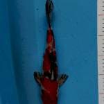 Sanke 29cm