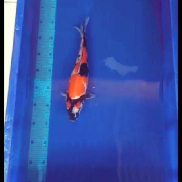 HQ jumbo maruten showa 35cm