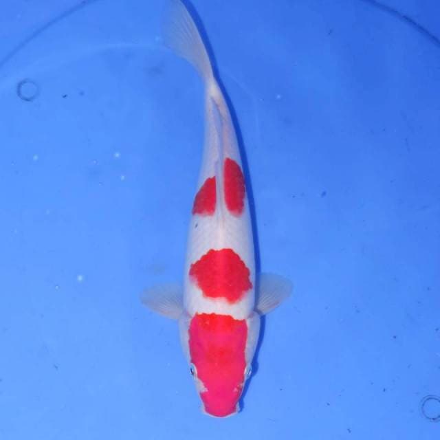 KOHAKU