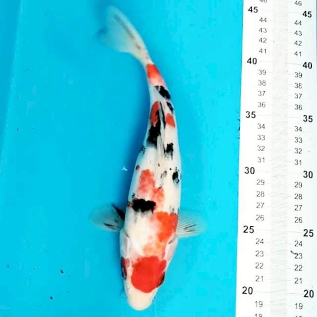 Sanke 26 cm