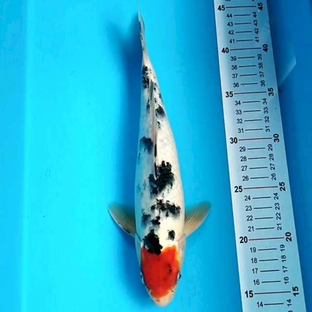 Tanco Sanke 31cm