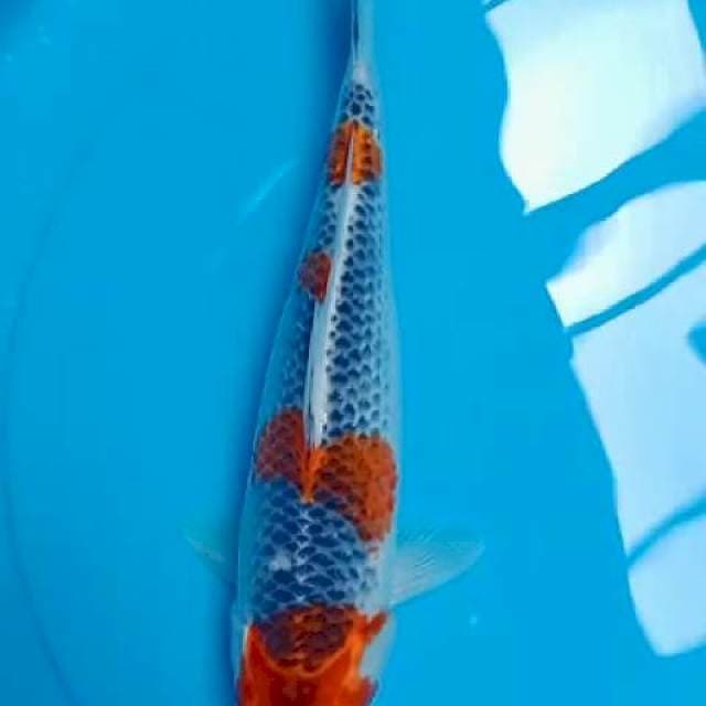 Gosiki 28 cm