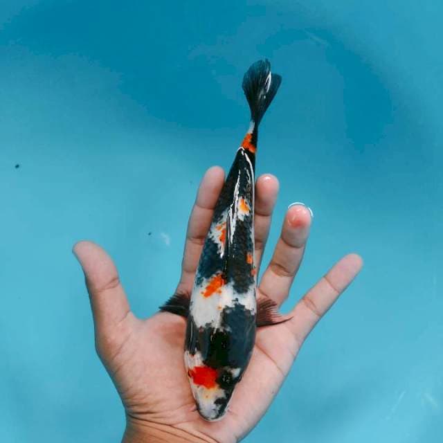 Showa 22cm