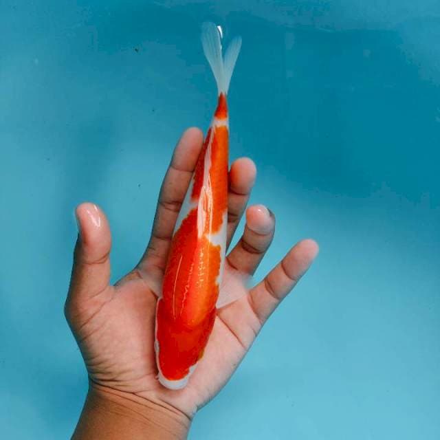 Kohaku21cm