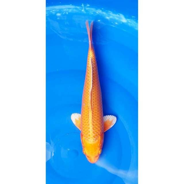 Orenji Ogon 34cm (M)