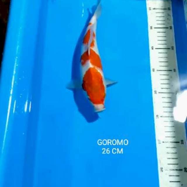 GOROMO 26 CM