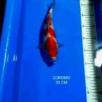 GOROMO 26 CM