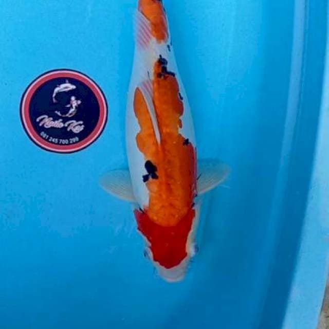 Sanke doitsu 41 cm. Female