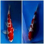 Duet sanke 36cm dan 45cm