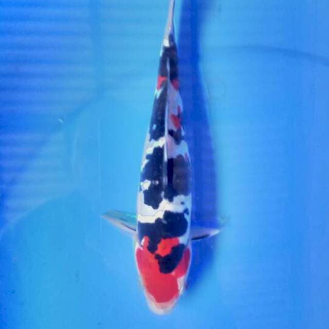 Showa doitsu 25 cm