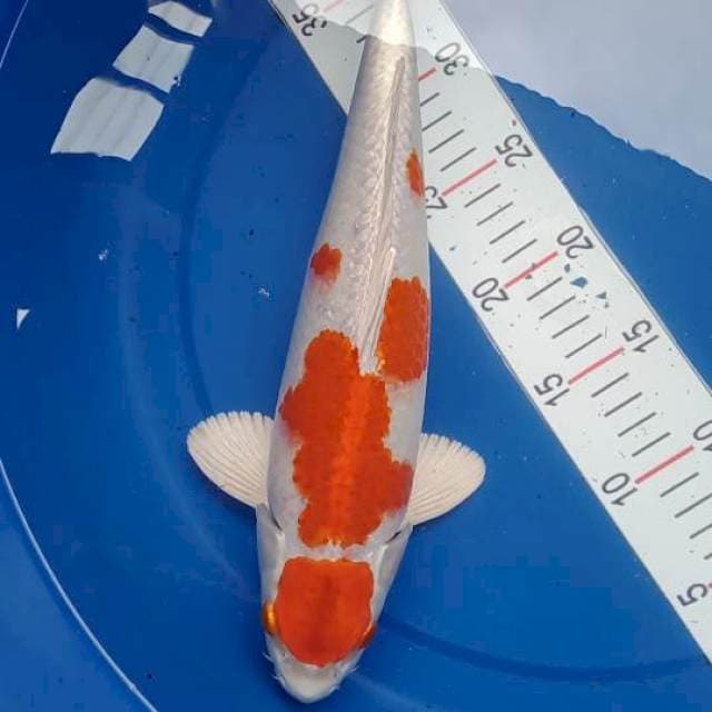 Maruten Kohaku 35cm