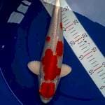 Maruten Kohaku 35cm