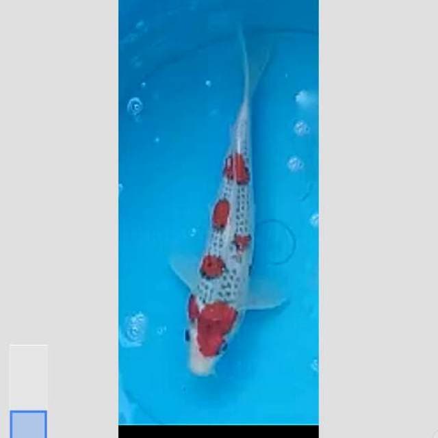 goshiki blue ocean 35bu