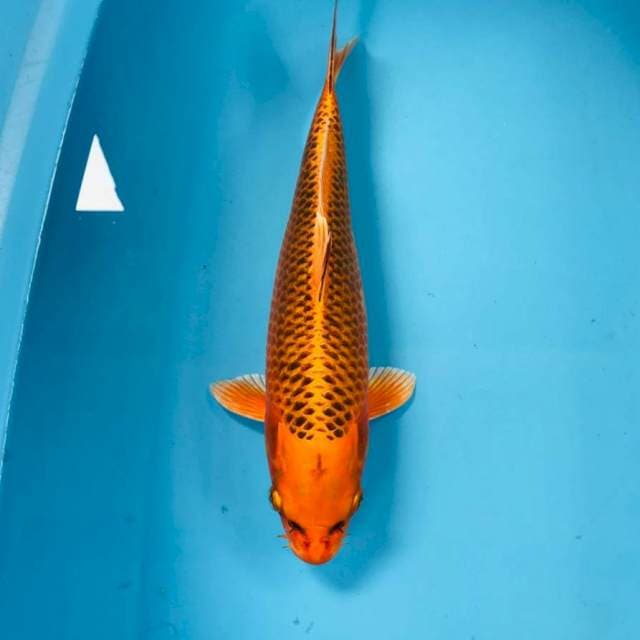 Matsuba rapi, 30 cm