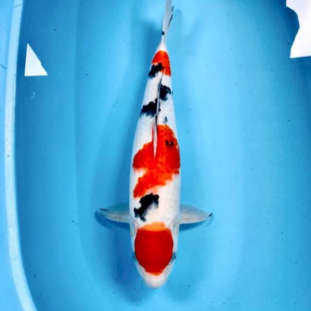 Sanke, 42 cm