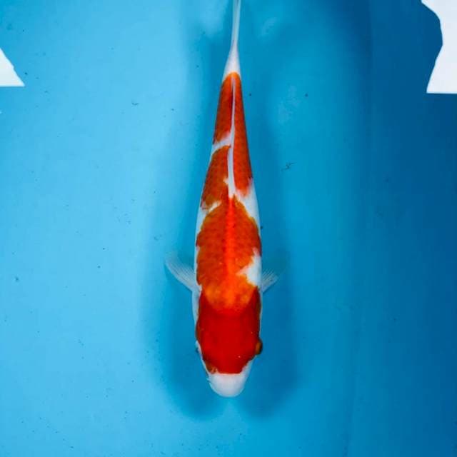 Kohaku, 32 cm