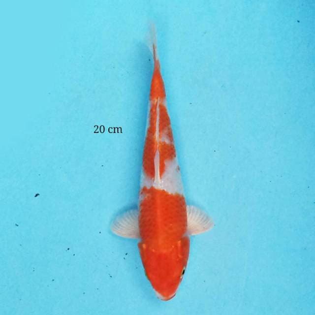 Kohaku 20 cm