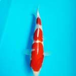 KOHAKU HQ 25CM