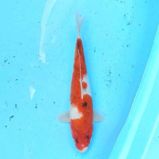 Goromo Sanke 30 cm