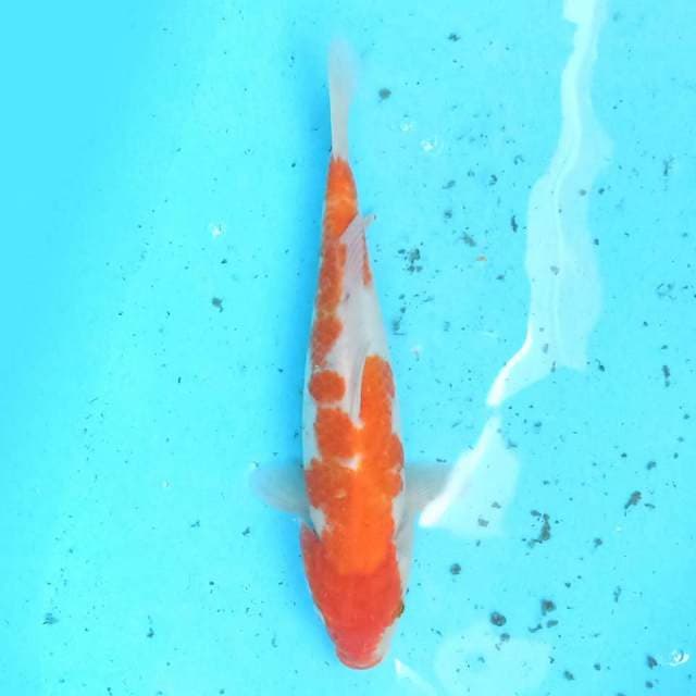 Kohaku 29 cm