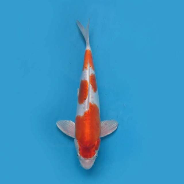 Metalik 34cm