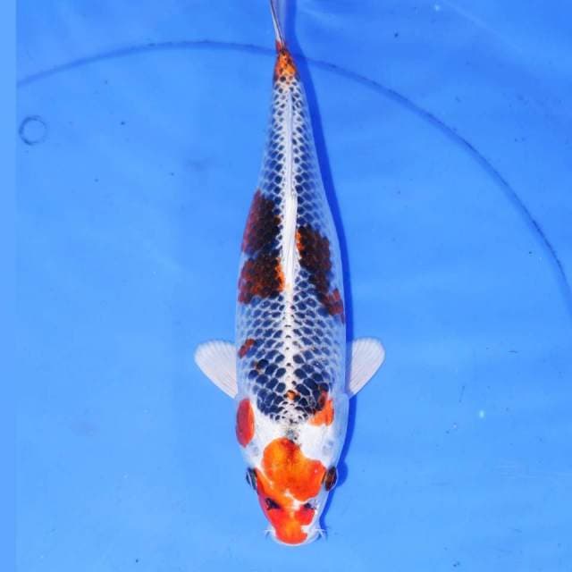 KUJAKU 29cm