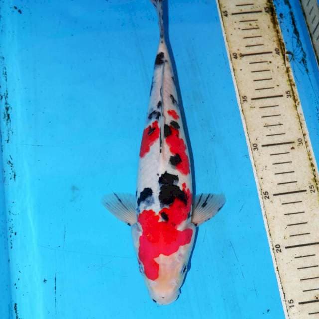 YUKI SANKE 30cm