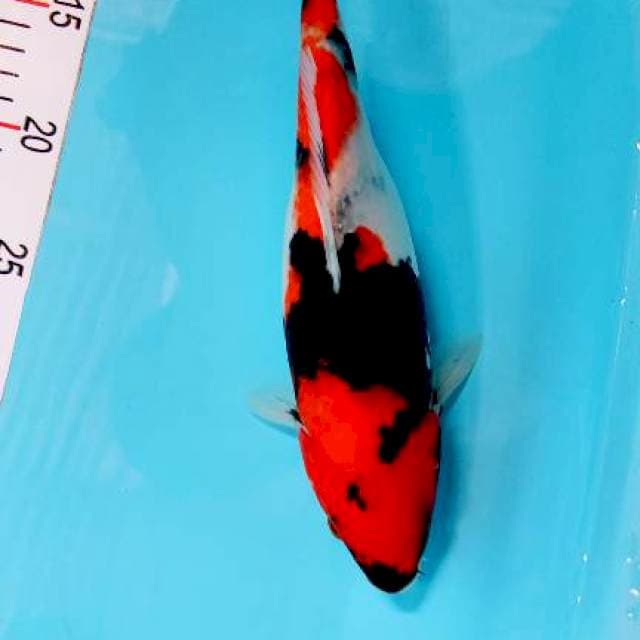 Showa 27 cm