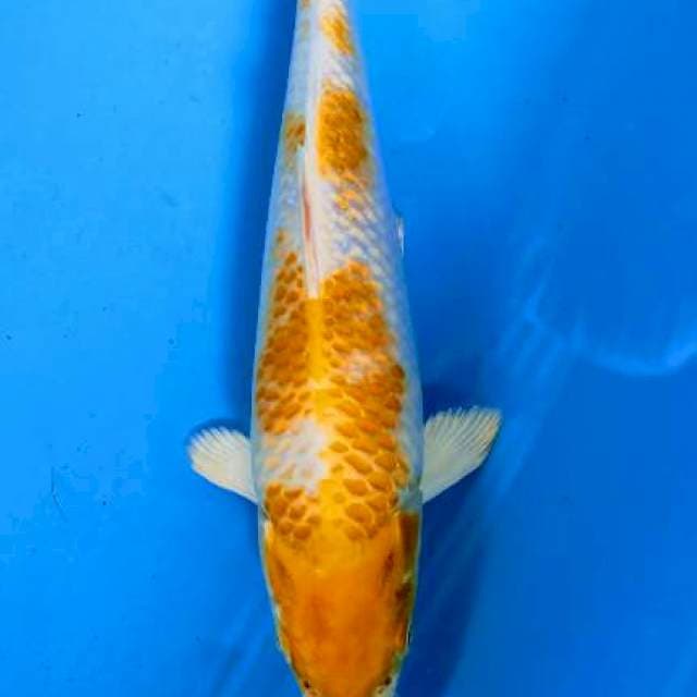 Hariwake 24 cm
