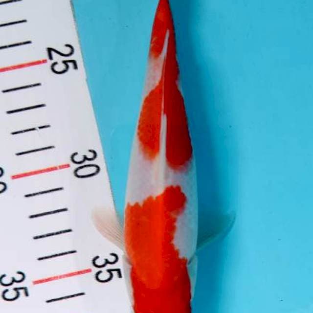 Kohaku 20 cm