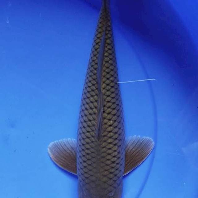 Soragoi 34 cm