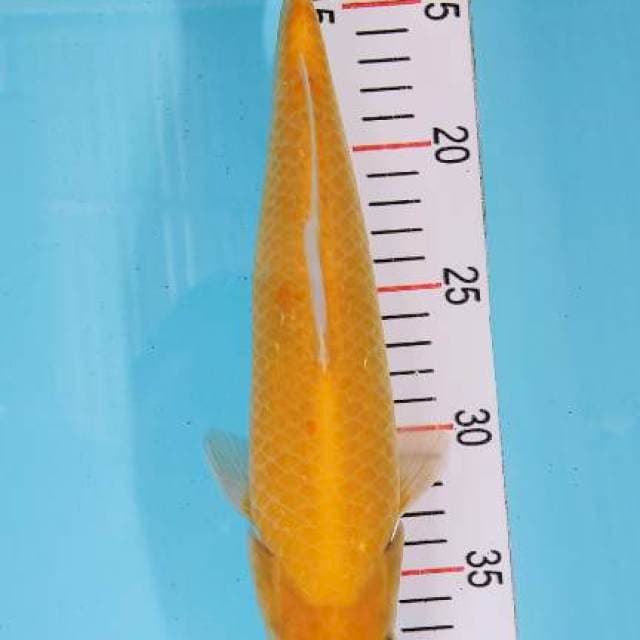 Karasi mata merah 29 cm