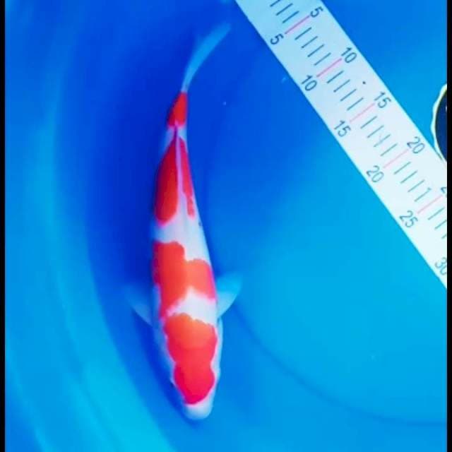 Kohaku 4 step 30 up f