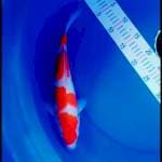 Kohaku 4 step 30 up f
