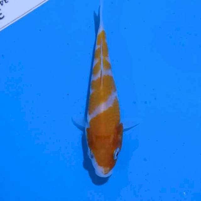 Minion kohaku.. Shining 10cm