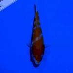 Minion kohaku.. Shining 10cm