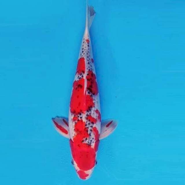 KARURA 4 - GOSHIKI ®