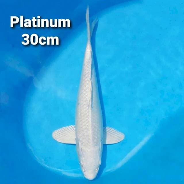 Platinum Ogon