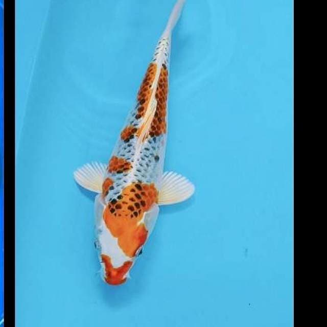 Kojaku 30cm