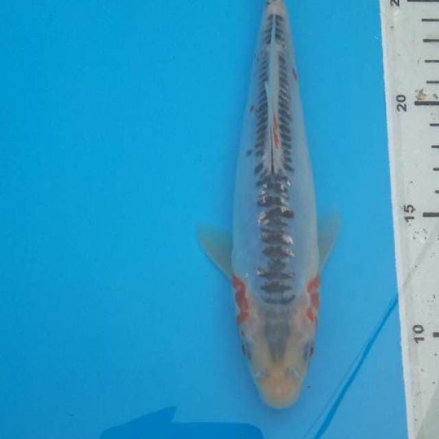 Shusui F1 Prima Koi