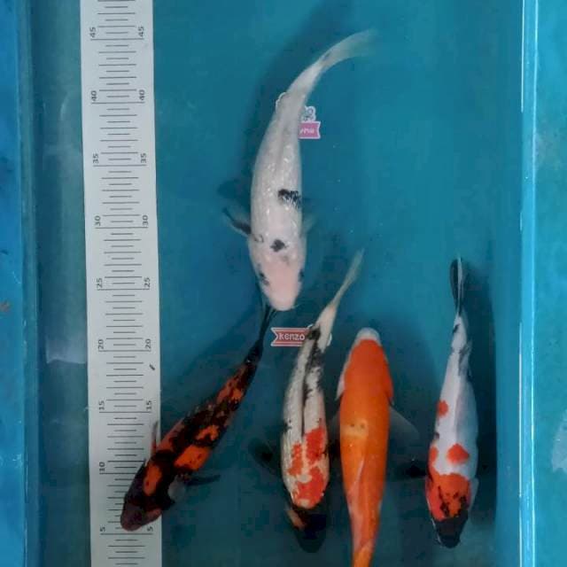 Mix 5ekor, 22-25cm