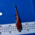 Minion kohaku doitsu 17cm.. Manis