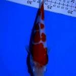 Kohaku 20cm shining