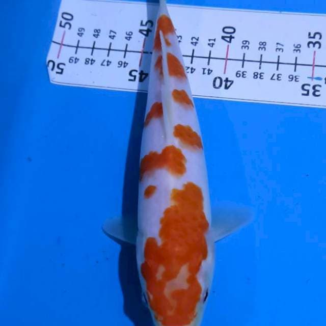 Kohaku super shining 24cm