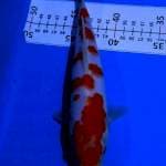 Kohaku super shining 24cm