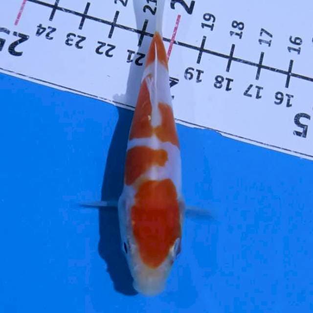 Kohaku doitsu super shining 10cm