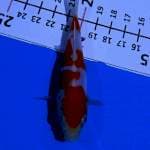 Kohaku doitsu super shining 10cm