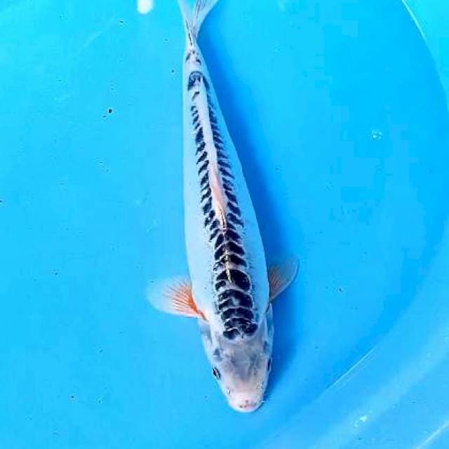 Sushui 35 cm